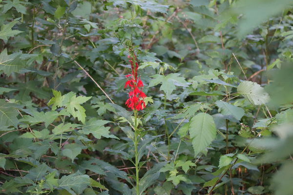 Cardinal Flower...