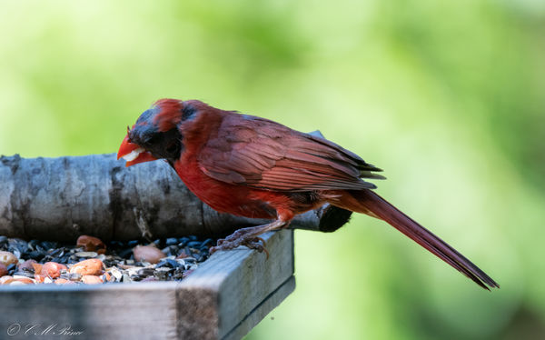 Molt Male Cardinal...