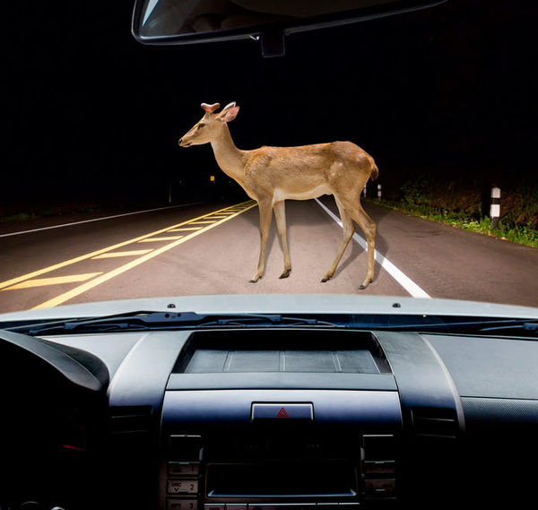 DID YOU HIT A DEER WHILE DRIVING? - If you hit and...