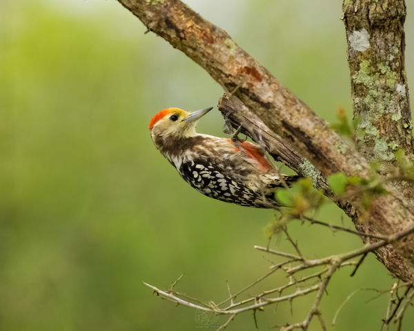 Fulvous-breasted Woodpecker...