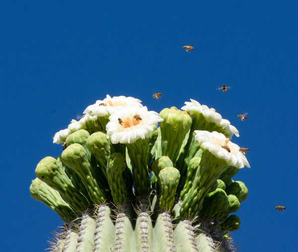 Saguaro in Bloom...