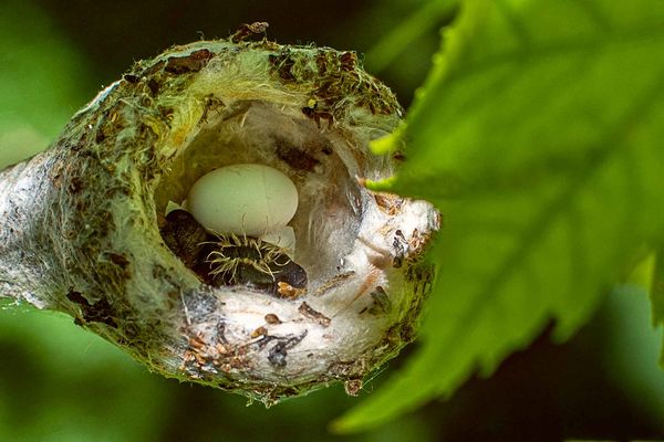 First glimpse of newly hatched hummingbird...