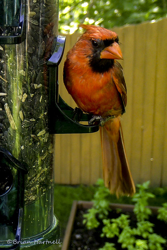 My resident Cardinal...