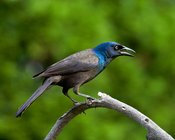 Something sinister about Grackle that appeals...