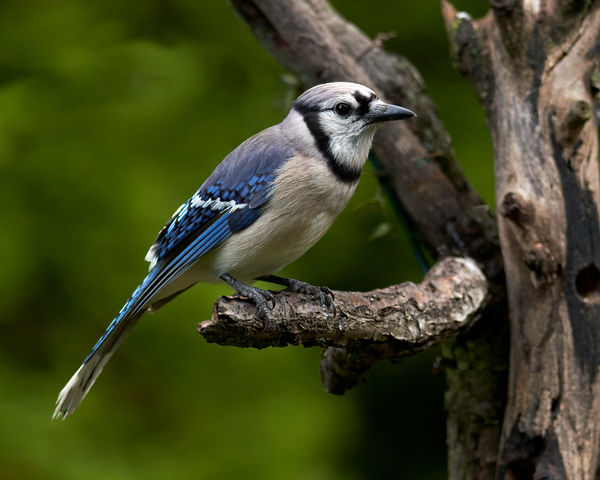 Depend on Blue Jays to sniff out peanuts...