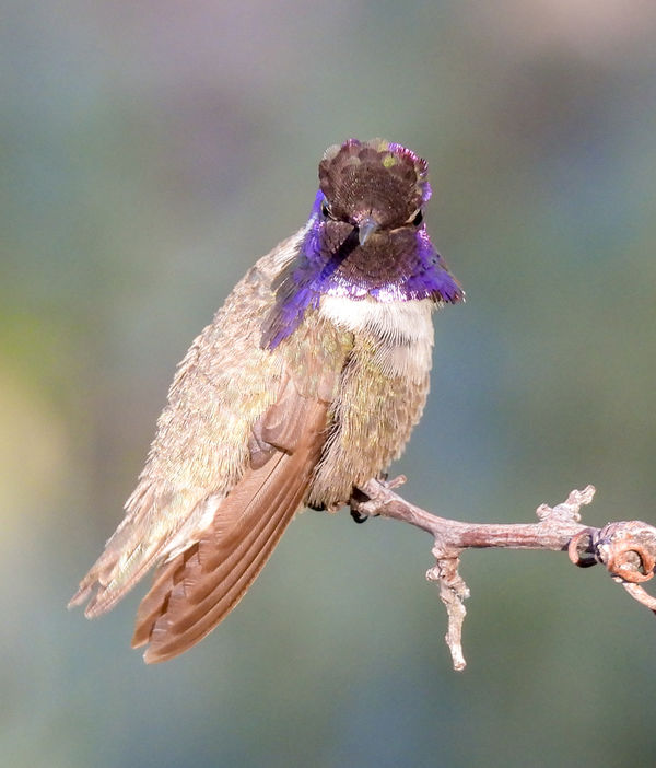 Beautiful Costa s Hummingbird In Madera Canyon AZ