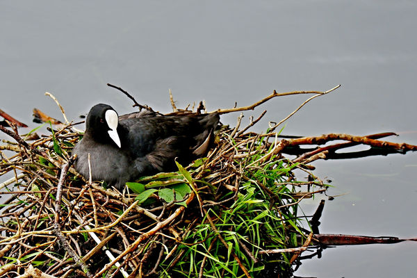 A mother Coot on  her nest...