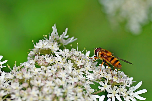 3 Hoverfly 2...