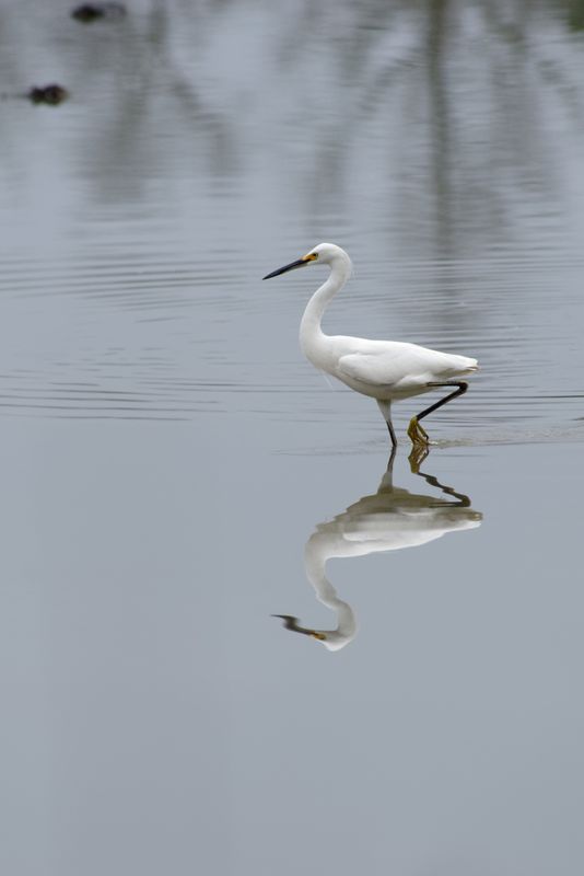 Reflections of a Snowy Egret...