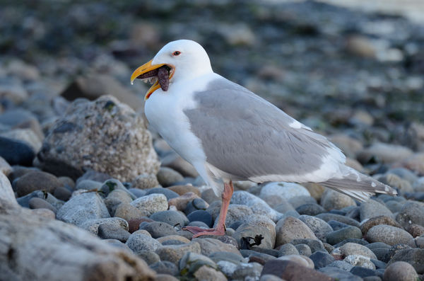 A seagull on a rocky beach on Puget Sound...
