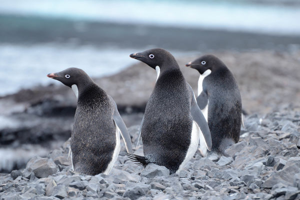 A trio of Adele Penguins on the beach at McMurdo S...