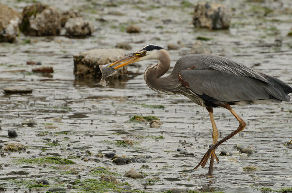 A heron with a flounder on the beach in Puget Soun...