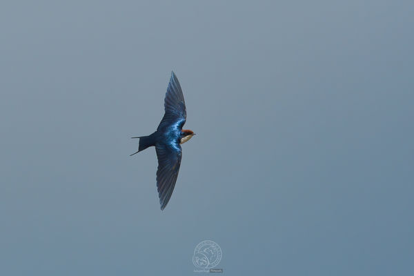 Wire Tail Swallow...