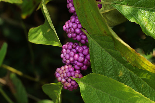 American Beautyberry...