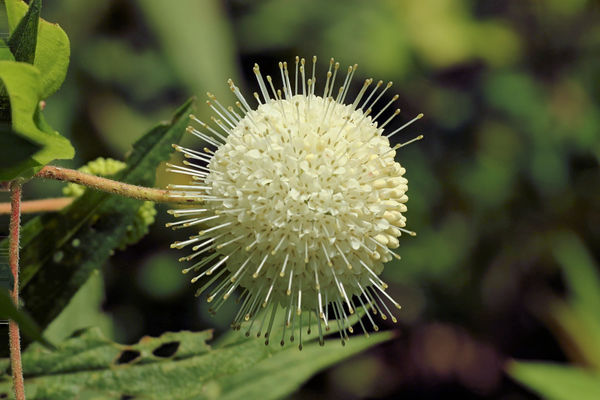 Buttonbush flower...