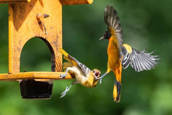An adult male Baltimore oriole trying to chase a j...