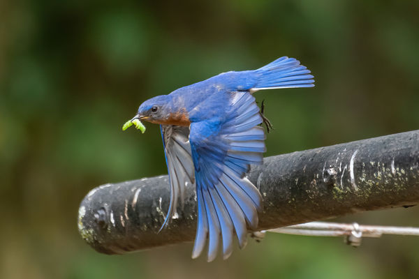 Male eastern bluebird with a snack...
