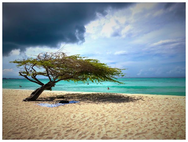 Divi divi tree, Aruba (without the Photoshop work ...