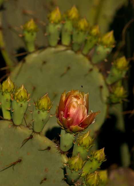 Cactus Rose...