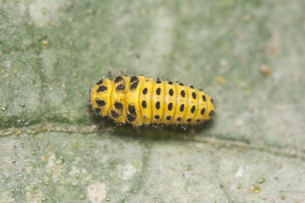 Either an Orange LB larva (pale head) or a Yellow ...