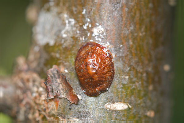 Either a Nut Scale insect or a fruit scale insect ...