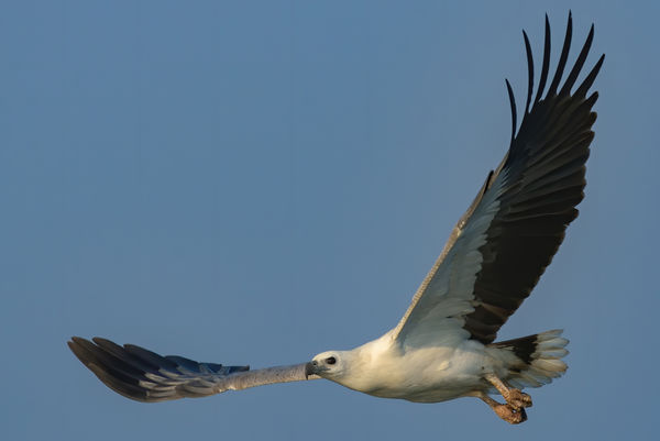 White Bellied Sea Eagle...