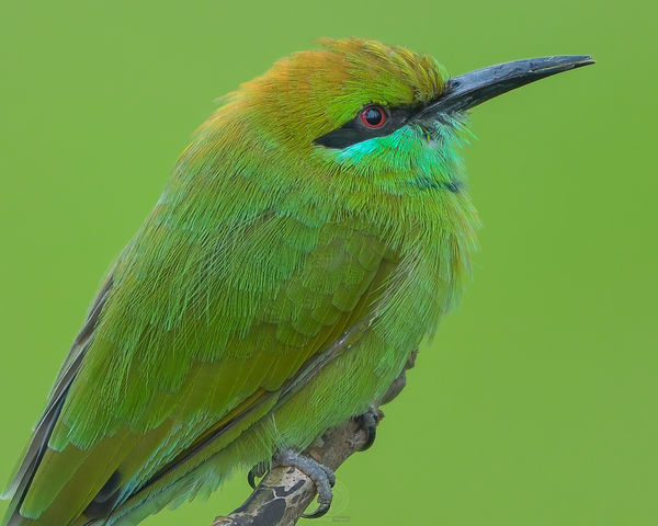 Green Bee Eater...