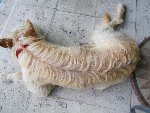 But it just is the hair of my dog Zoey after a rom...