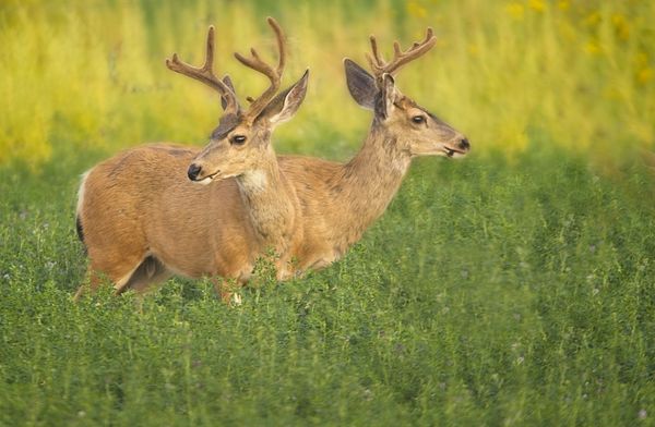 Very rare Two-headed Mule deer. LOL...