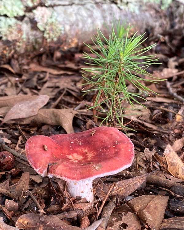 This red mushroom and baby pine tree caught my eye...
