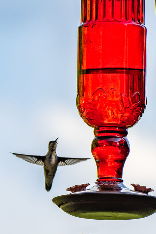 First (so-so) Hummer Image...