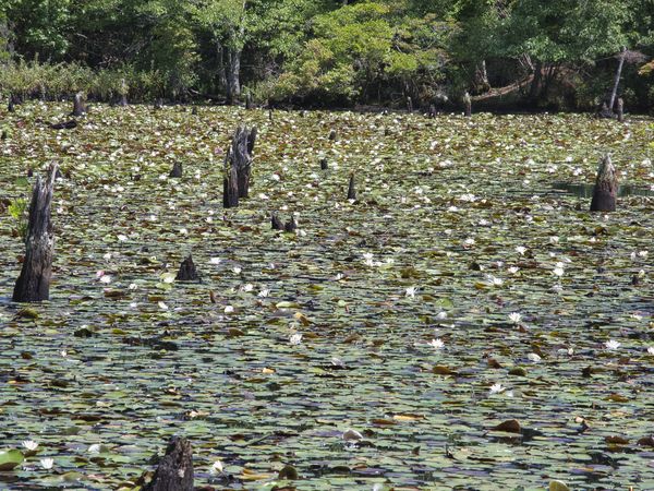 A lake of lilly pads...