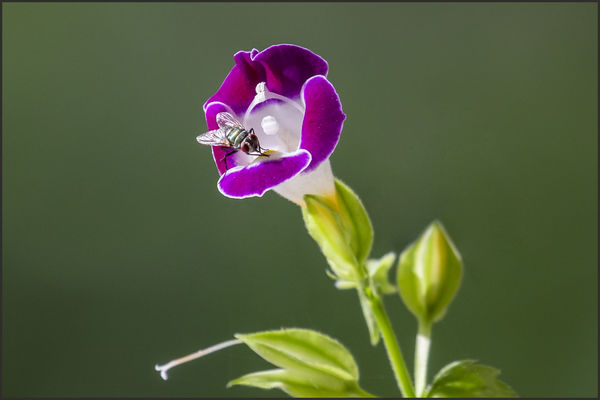 Wishbone Flower with Fly...