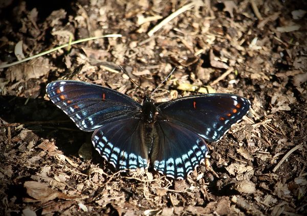 Red spotted purple...