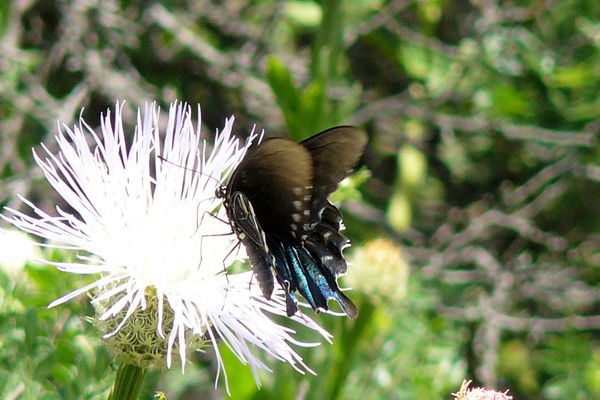 my first butterfly capture palo Duro Canyon 2009, ...