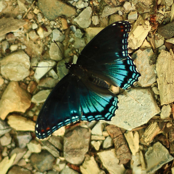 Red Spotted Purple Butterfly found at Lake Ouchita...