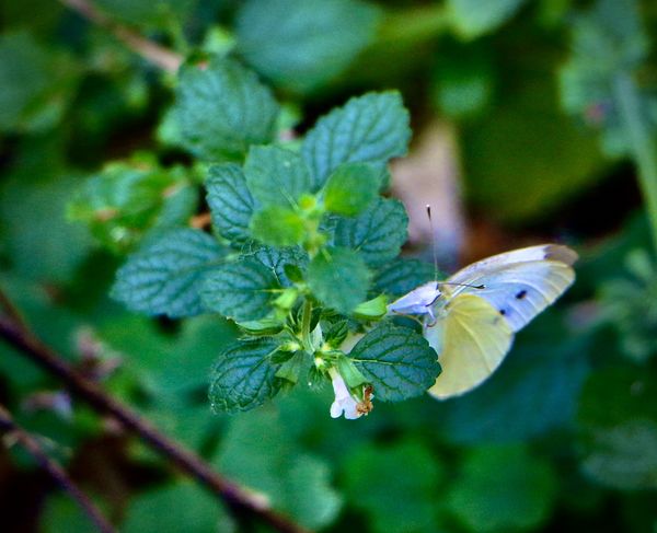 Cabbage white butterfly...