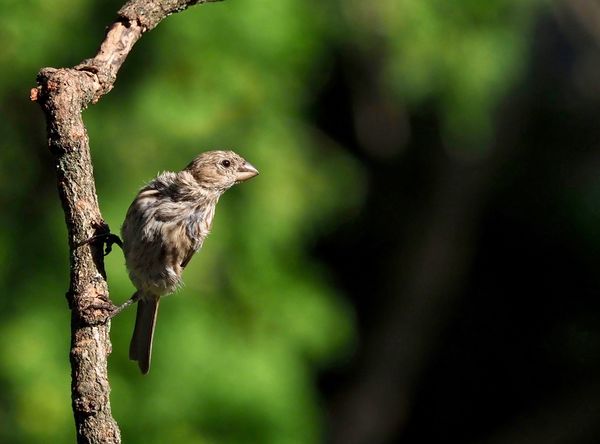 A female House finch is perched and waiting for a ...