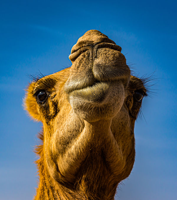 O - Oman-Interior - 20 - Wahiba Sands-Camels and S...