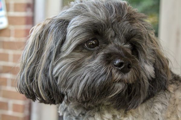 Abby is a 5 1/4 year old Shih-poo. She has a very ...