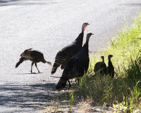 Remind me . . . why did the turkeys cross the road...