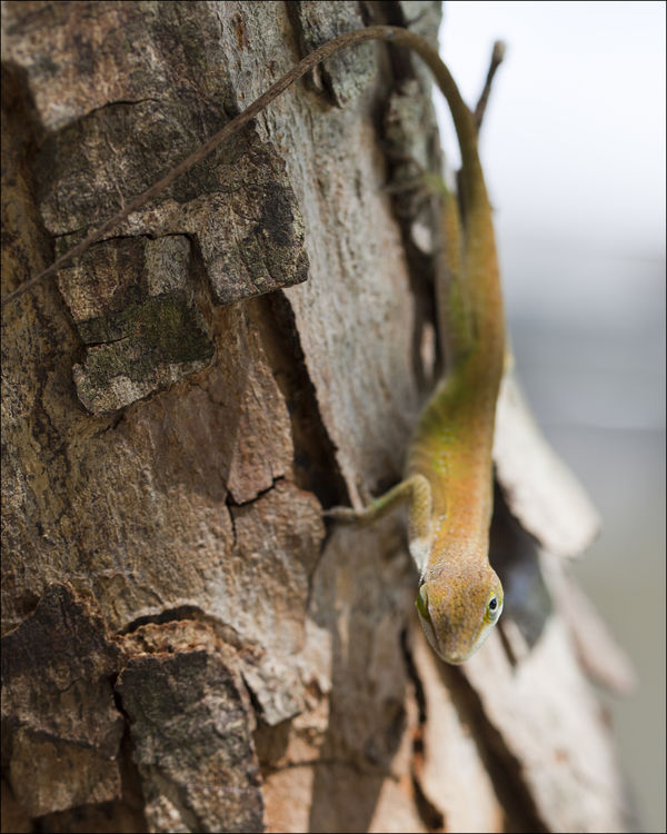 Green Anole...