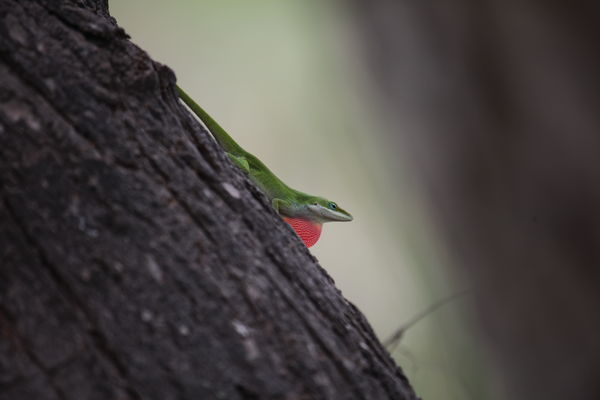 Green Anole...
