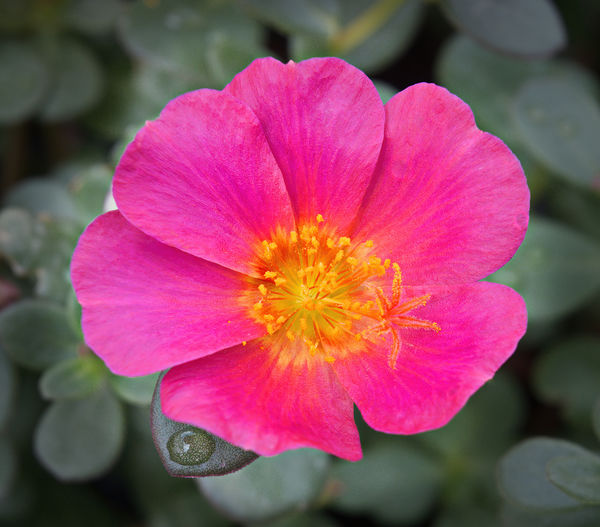 What to Say? Yes, it's more flowers! I just can't help myself.