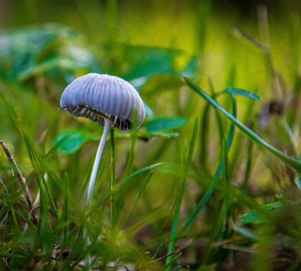 A different kind of mushroom: I came across these mushrooms in the yard ...