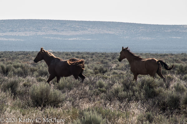 Wild horses in Nevada...