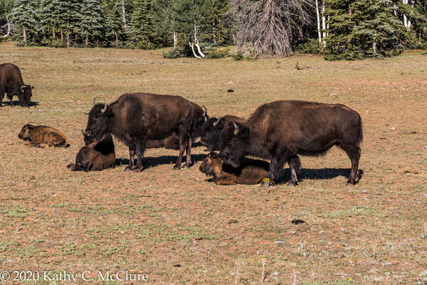 Bison herd at the North Rim...