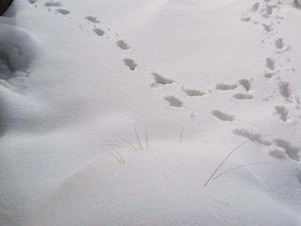 cat path in the snow...