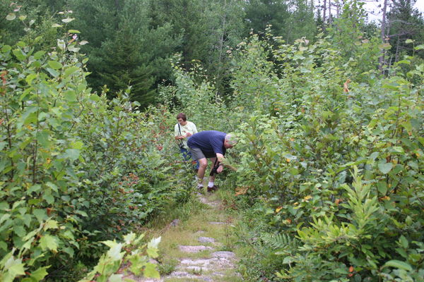 These walkers found blueberries along the path...