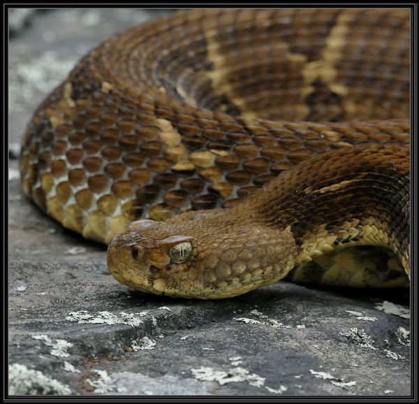 Timber Rattlers: If You Don't Like Snakes You May Not Like This Post 